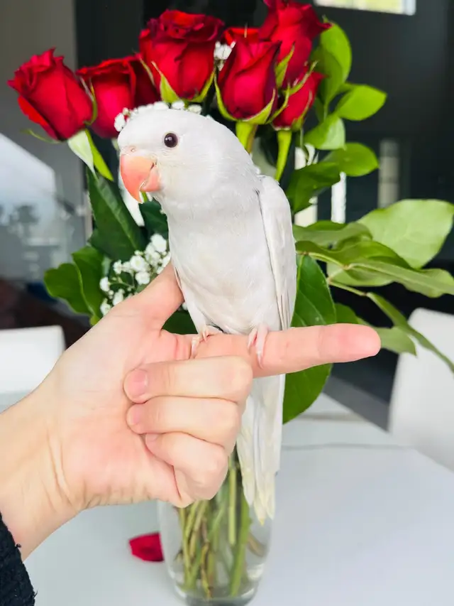 beautiful handtame Indian ringneck