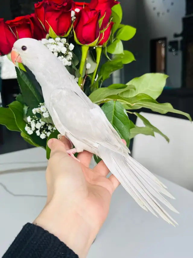 beautiful handtame Indian ringneck - Photo 2