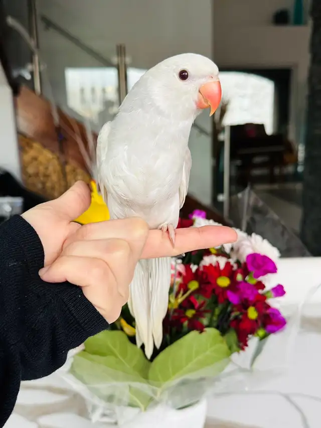 beautiful handtame Indian ringneck - Photo 3