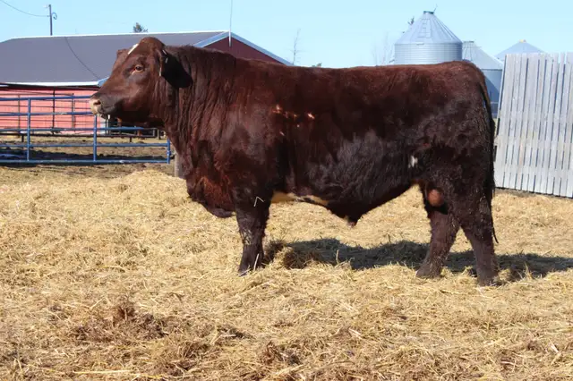 Bulls bulls bulls - Photo 2