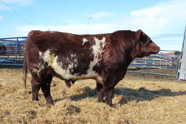 Bulls bulls bulls - Photo 3