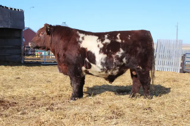 Bulls bulls bulls - Photo 4