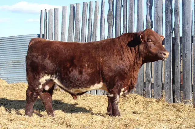 Bulls bulls bulls - Photo 5