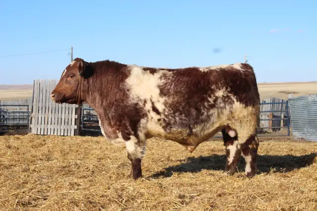 Bulls bulls bulls - Photo 6