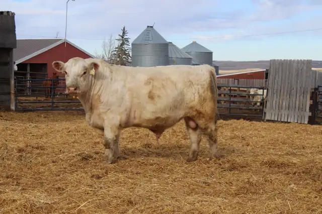 Bulls bulls bulls - Photo 7