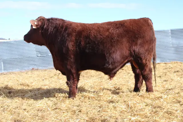 Bulls bulls bulls - Photo 8