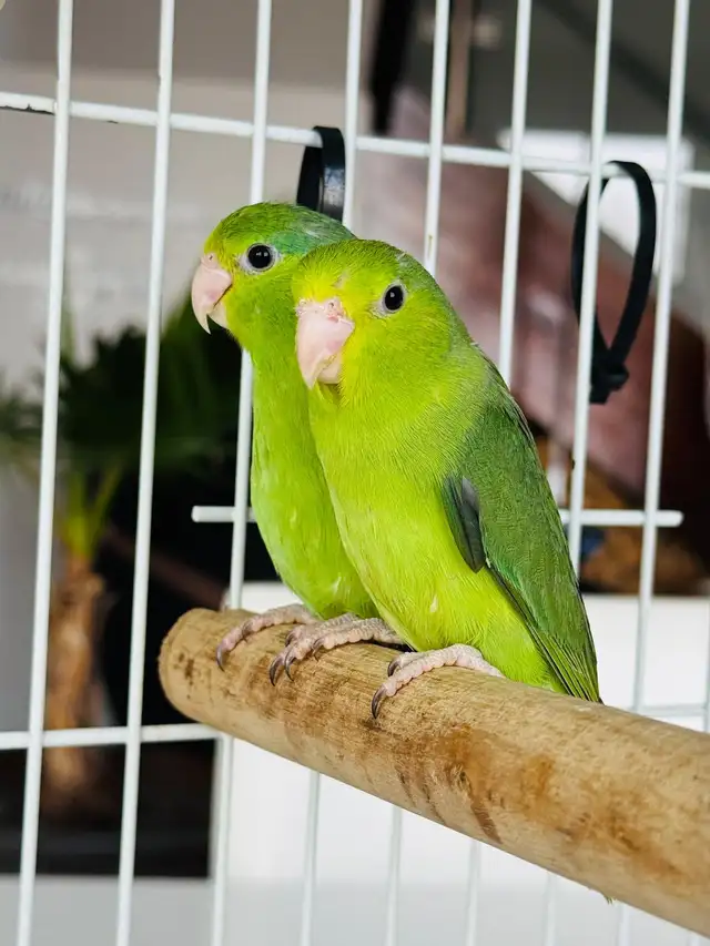 beautiful untame parrotlets