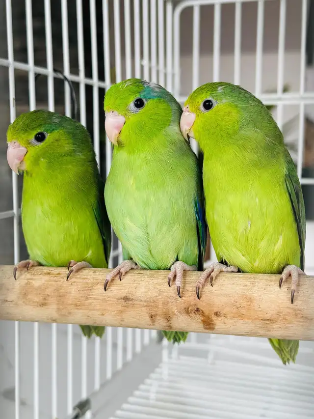 beautiful untame parrotlets - Photo 2