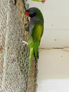 derbyan Parakeet
