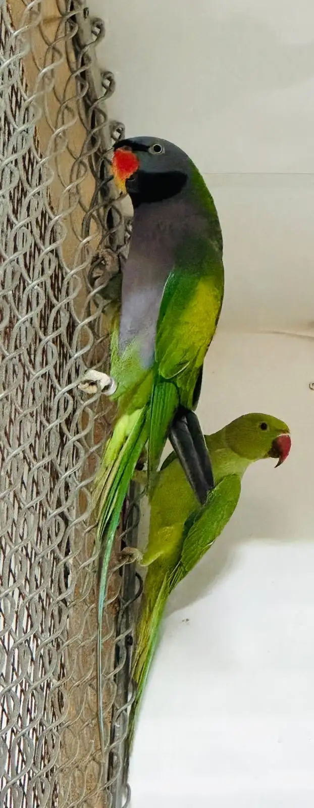 derbyan Parakeet - Photo 3