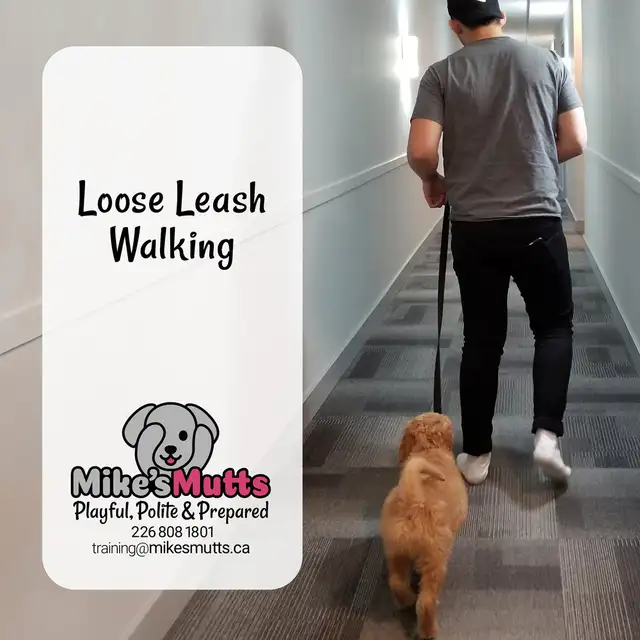 Private Dog Training - Photo 2