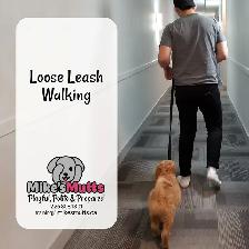 Private Dog Training - Photo 2