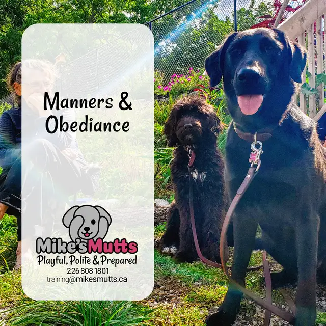 Private Dog Training - Photo 3