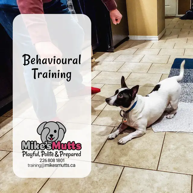 Private Dog Training - Photo 4