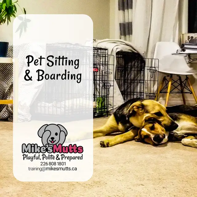 Private Dog Training - Photo 5