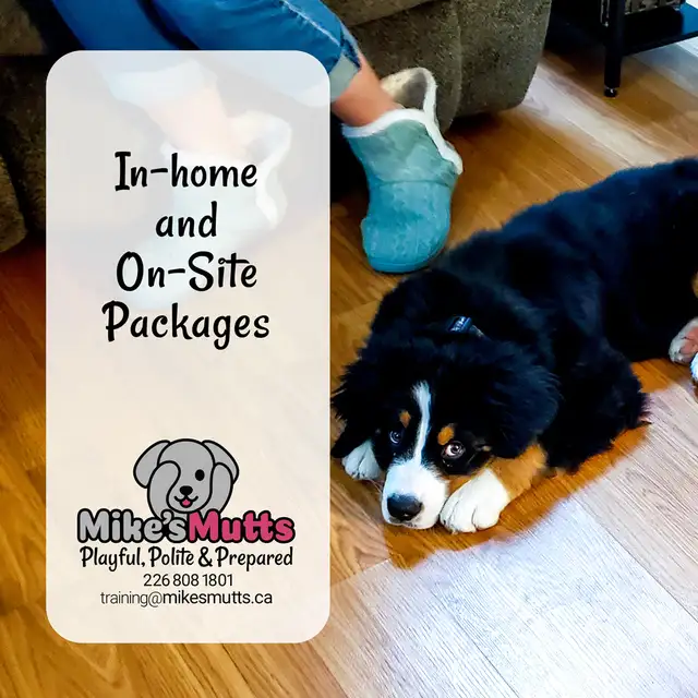 Private Dog Training - Photo 6