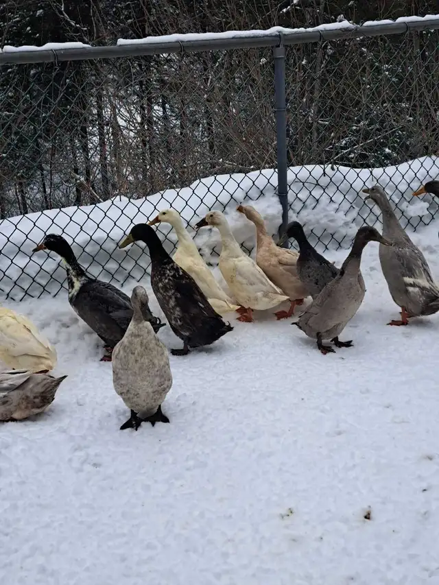 coureurs indiens - Photo 2