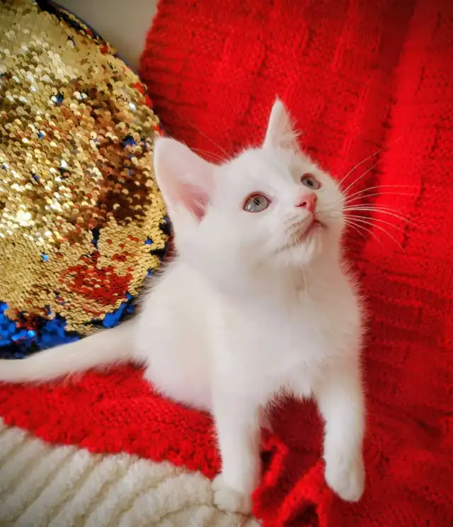 10 week-old Ragdoll Male Kitten - Photo 4