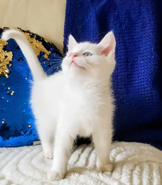 10 week-old Ragdoll Male Kitten - Photo 5