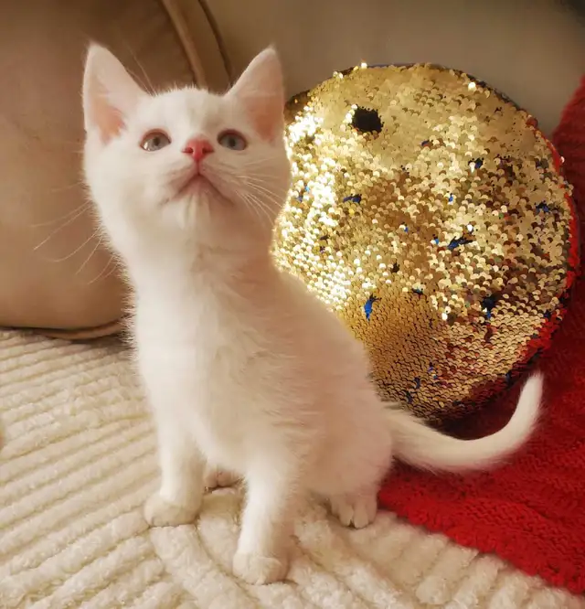 10 week-old Ragdoll Male Kitten - Photo 6