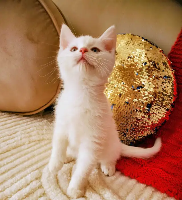 10 week-old Ragdoll Male Kitten - Photo 7