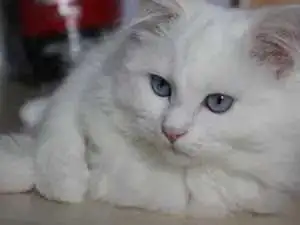 10 week-old Ragdoll Male Kitten - Photo 8