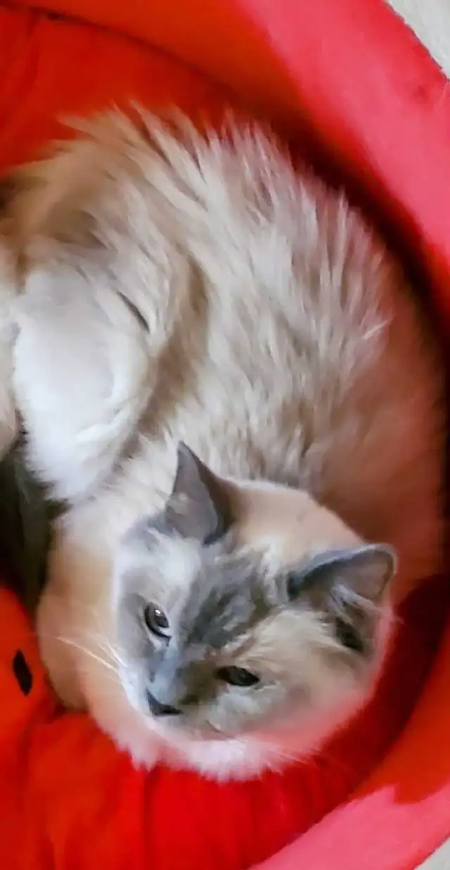 10 week-old Ragdoll Male Kitten - Photo 9