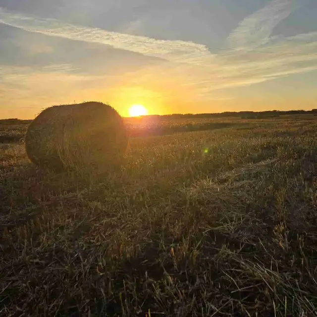 Hay bales for sale