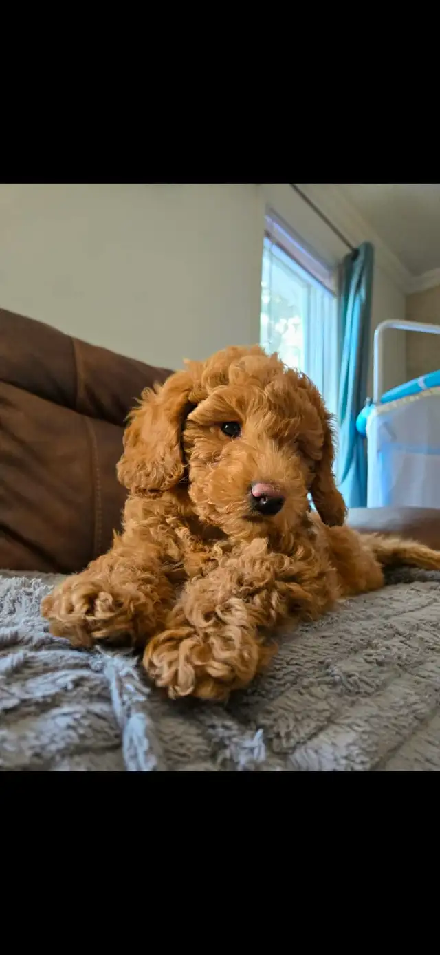 Superbe petite femelle goldendoodle rousse foncé ( 10 semaines)