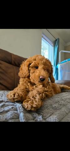 Superbe petite femelle goldendoodle rousse foncé ( 10 semaines)