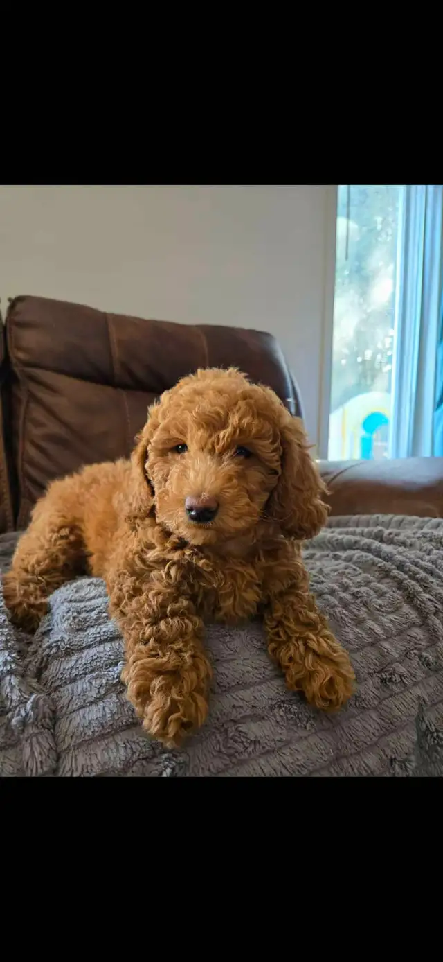 Superbe petite femelle goldendoodle rousse foncé ( 10 semaines) - Photo 2