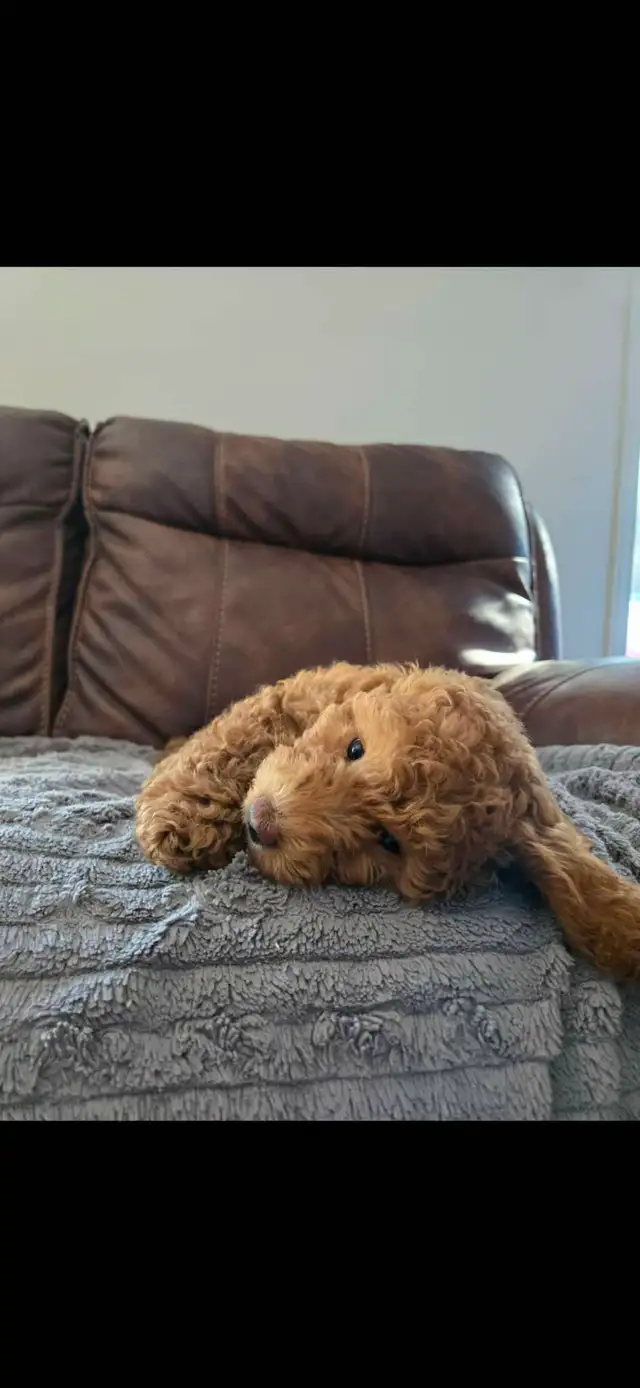 Superbe petite femelle goldendoodle rousse foncé ( 10 semaines) - Photo 3
