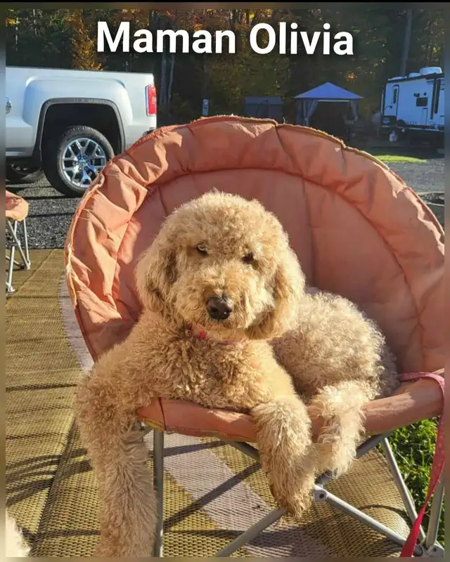 Superbe petite femelle goldendoodle rousse foncé ( 10 semaines) - Photo 4