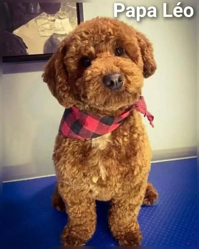 Superbe petite femelle goldendoodle rousse foncé ( 10 semaines) - Photo 5