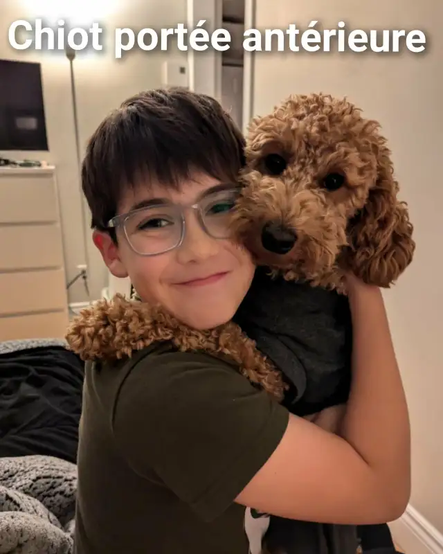 Superbe petite femelle goldendoodle rousse foncé ( 10 semaines) - Photo 6