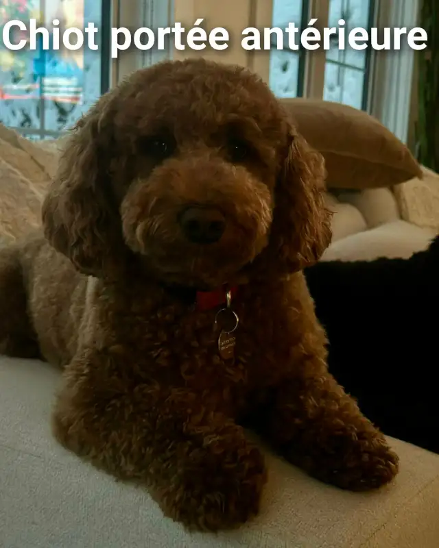 Superbe petite femelle goldendoodle rousse foncé ( 10 semaines) - Photo 7