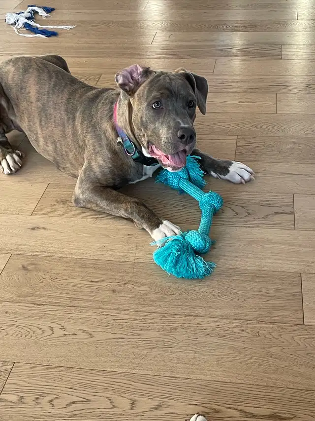 Adorable Fixed Girl - Photo 2