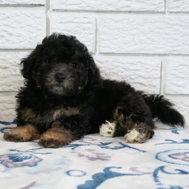 Toy poodle puppy
