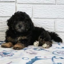 Toy poodle puppy