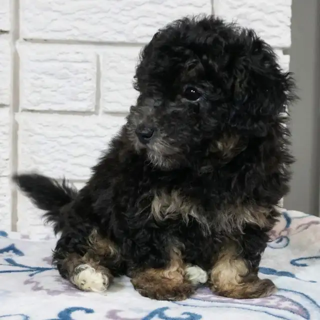 Toy poodle puppy - Photo 2