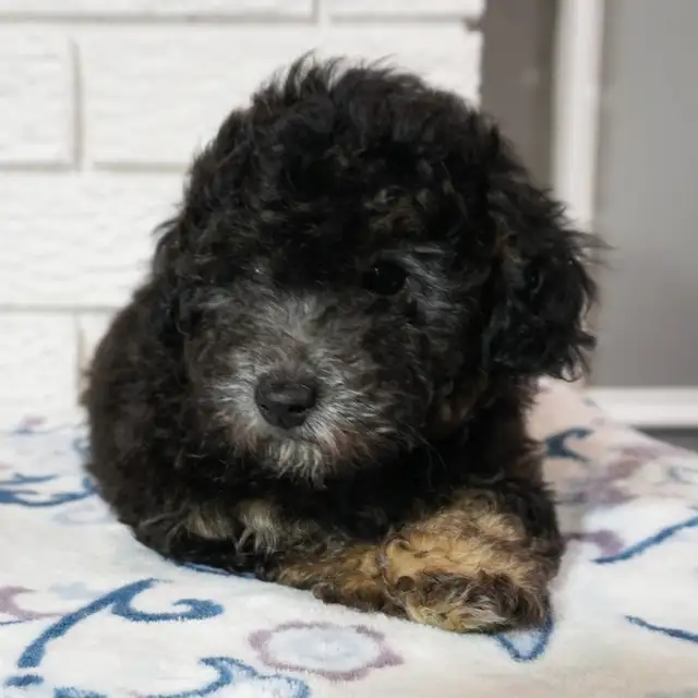 Toy poodle puppy - Photo 4