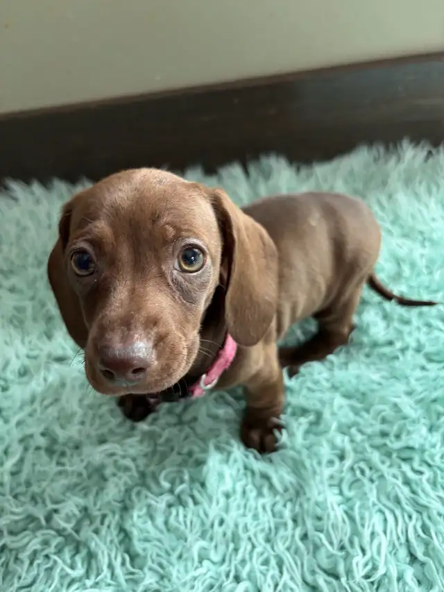 purebred shorthair miniature dachshund puppies