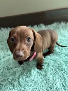 purebred shorthair miniature dachshund puppies