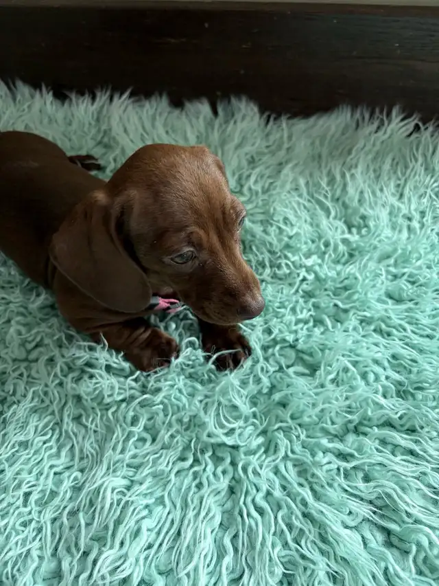 purebred shorthair miniature dachshund puppies - Photo 2