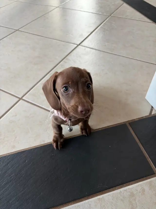 purebred shorthair miniature dachshund puppies - Photo 3
