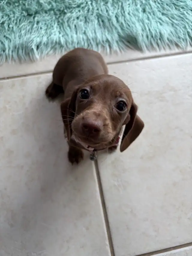 purebred shorthair miniature dachshund puppies - Photo 4