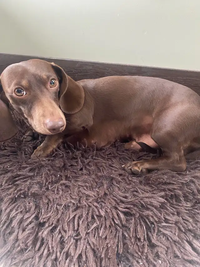 purebred shorthair miniature dachshund puppies - Photo 5