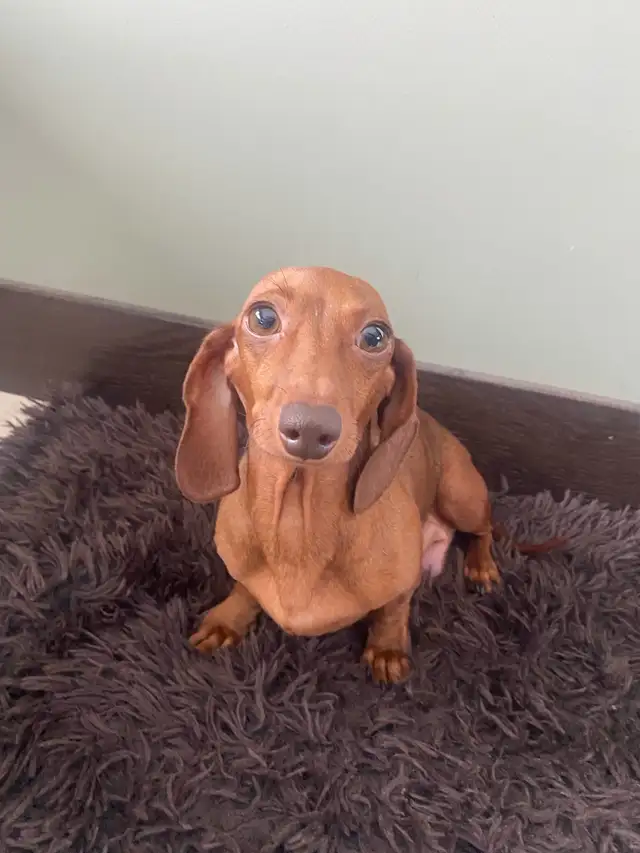 purebred shorthair miniature dachshund puppies - Photo 7