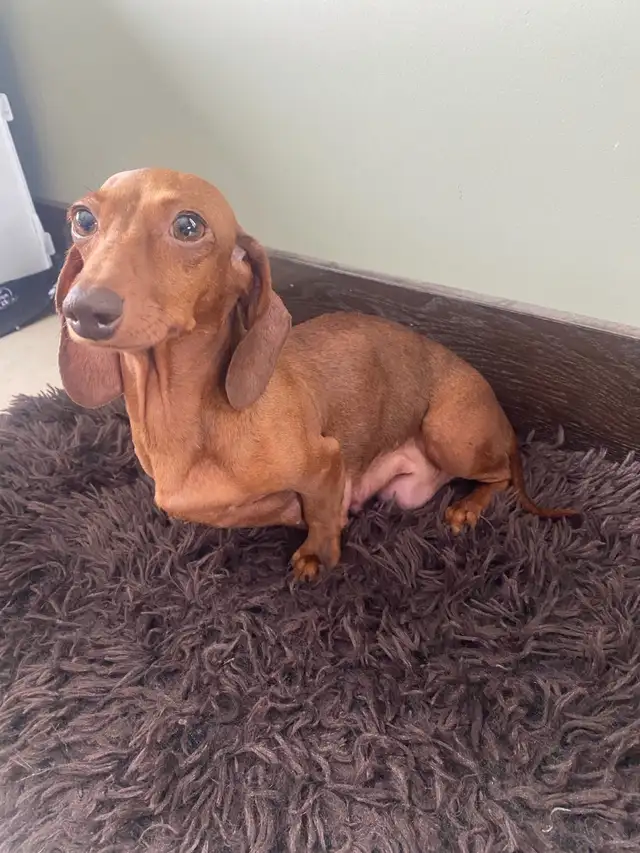 purebred shorthair miniature dachshund puppies - Photo 8