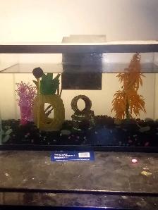 Fish Tanl & Decorations